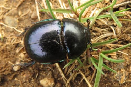 Réf. 203 380 : Trypocopris pyrenaeus